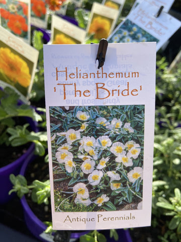 HELIANTHEMUM THE BRIDE 14CM
