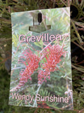 GREVILLEA WENDY'S SUNSHINE 20CM