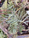 GREVILLEA WENDY'S SUNSHINE 20CM