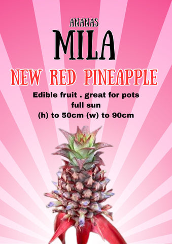 ANANAS MILA PINEAPPLE 20CM
