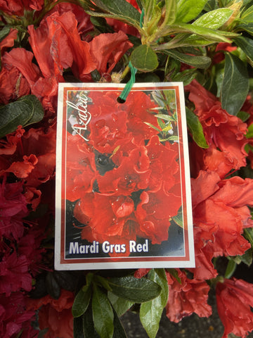 AZALEA MARDI GRAS RED 25CM
