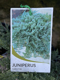 JUNIPERUS SABINA SAVIN JUNIPER 20CM