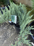 JUNIPERUS SABINA SAVIN JUNIPER 20CM
