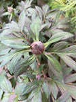 PEONY ITOH BARTZELLA 25CM