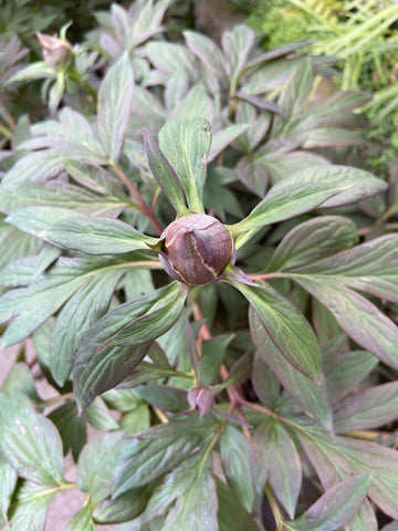 PEONY ITOH CALLIES MEMORY 30CM