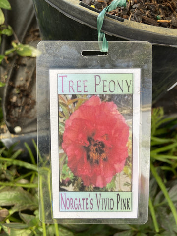 TREE PEONY NORGATES VIVID PINK 20CM 
