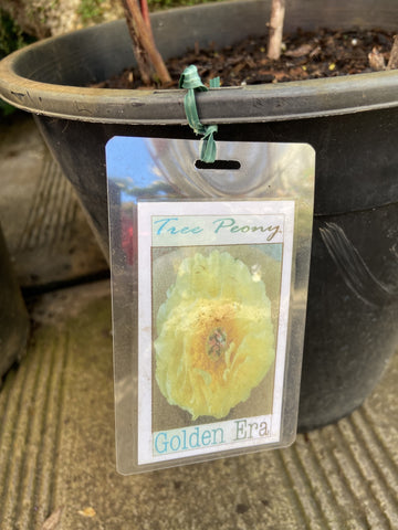 TREE PEONY GOLDEN ERA 25CM 