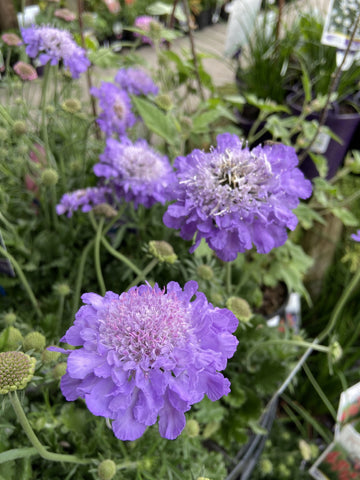 SCABIOSA ELITE BLUE 14CM