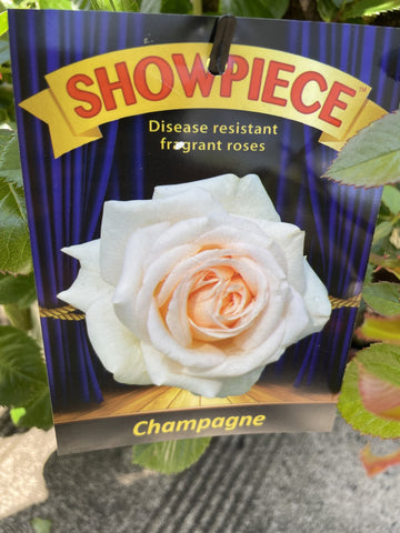 ROSE SHOWPIECE CHAMPAGNE 20CM