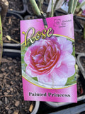 ROSE PAINTED PRINCESS 20CM