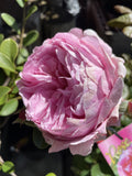 ROSE PAINTED PRINCESS 20CM