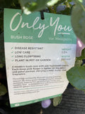 ROSE ONLY YOU 20CM