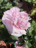 ROSE ONLY YOU 20CM