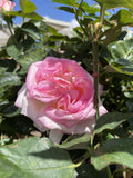 ROSE ONLY YOU 20CM