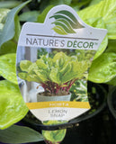 HOSTA LEMON SNAP 14CM