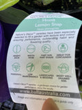 HOSTA LEMON SNAP 14CM