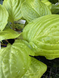 HOSTA LEMON SNAP 14CM