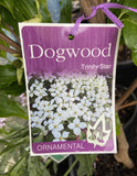 CORNUS KOUSA TRINITY STAR 25CM