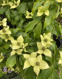 CORNUS KOUSA TRINITY STAR 25CM