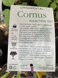 CORNUS KOUSA TRINITY STAR 25CM