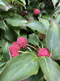 CORNUS KOUSA TRINITY STAR 25CM