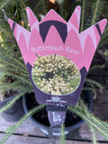 BERZELIA BUTTONBUSH ROSE 18CM