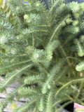 BERZELIA BUTTONBUSH ROSE 18CM