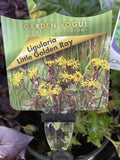 LIGULARIA LITTLE GOLDEN RAY 18CM
