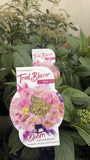 HYDRANGEA TRAIL BLAZER PINK 20CM