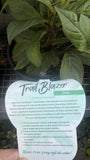 HYDRANGEA TRAIL BLAZER PINK 20CM