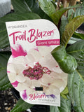 HYDRANGEA TRAILBLAZER WHITE 20CM