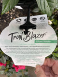 HYDRANGEA TRAILBLAZER WHITE 20CM