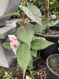 HYDRANGEA TRAILBLAZER WHITE 20CM