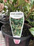 TRACHELOSPERMUM TRICOLOR 17.5CM