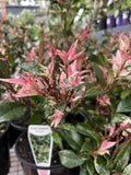 TRACHELOSPERMUM TRICOLOR 17.5CM