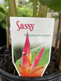 HELICONIA PSITTACORUM SASSY 20CM