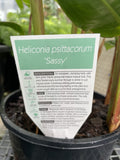 HELICONIA PSITTACORUM SASSY 20CM