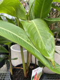 HELICONIA PSITTACORUM SASSY 20CM