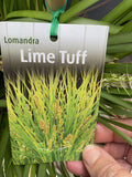LOMANDRA LIME TUFF 33CM
