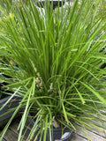 LOMANDRA LIME TUFF 33CM