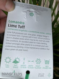 LOMANDRA LIME TUFF 33CM