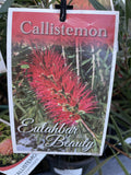 CALLISTEMON EULAHBAR BEAUTY 14CM