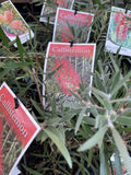 CALLISTEMON EULAHBAR BEAUTY 14CM