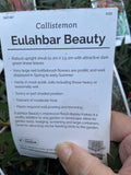 CALLISTEMON EULAHBAR BEAUTY 14CM