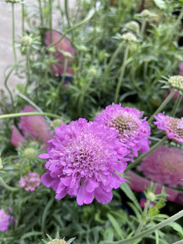 SCABIOSA ELITE PINK 15CM