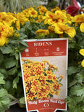 BIDENS FERULIFOLIA BIDY BOOM RED EYE 14CM