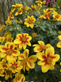 BIDENS FERULIFOLIA BIDY BOOM RED EYE 14CM