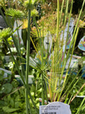 CYPERUS PROFILER DWARF PAPYRUS 12.5cm