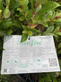 SYZYGIUM AUSTRALE BONFIRE 20CM