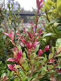 SYZYGIUM AUSTRALE BONFIRE 20CM